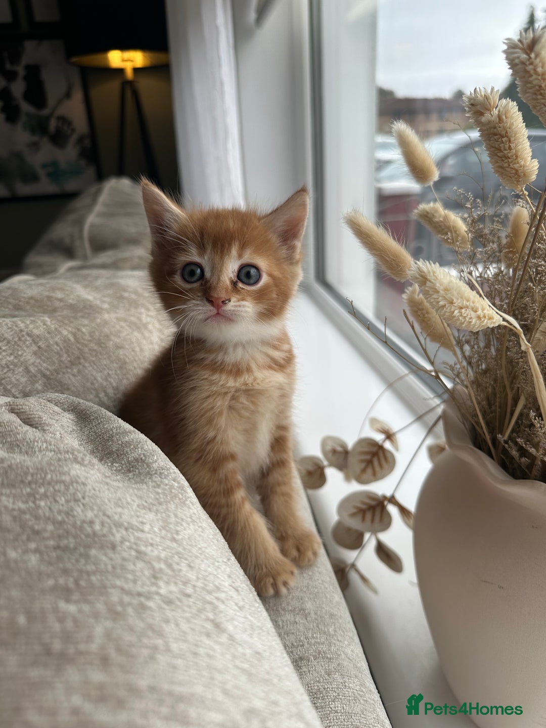 Mixed Breed cats for sale: Two ginger boys - Image 10