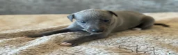 Whippet dogs for sale: KC REGISTERED BLUE SHOW TYPE WHIPPETS - Advert 16