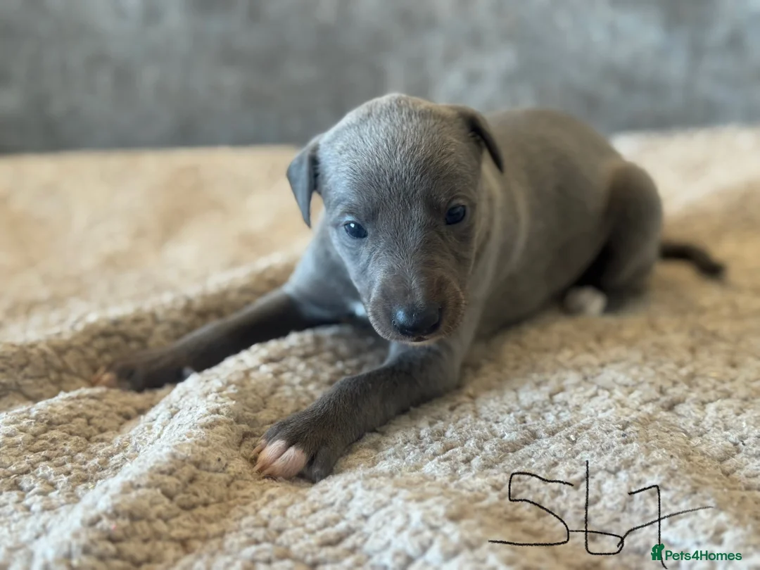 Whippet dogs for sale: KC REGISTERED BLUE SHOW TYPE WHIPPETS - Advert 16