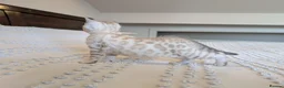 Bengal cats for sale: 🖤🩶🤍 Stunning Bengal Kittens 🤍🩶🖤 - Advert 14