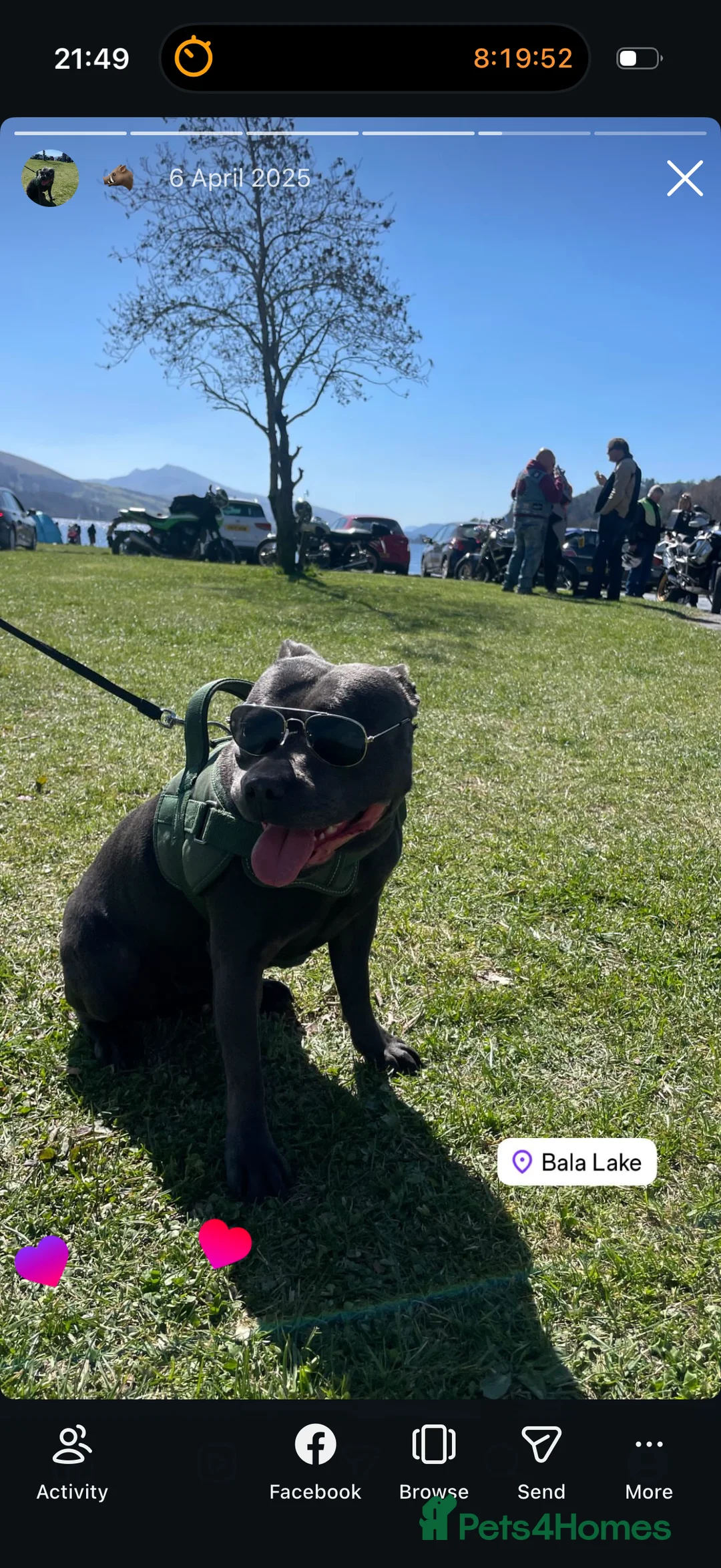 Staffordshire Bull Terrier dogs for sale: Only 1 available ; Blue Staffordshire bullterrier - Advert 10