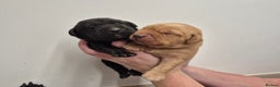 Labrador Retriever dogs for sale: Labrador Puppies - Advert 2