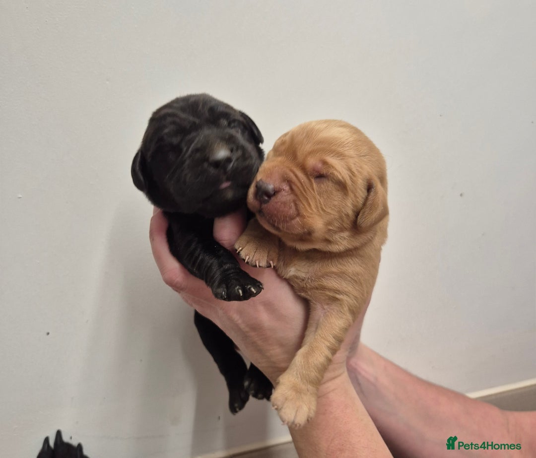 Labrador Retriever dogs for sale: Labrador Puppies - Advert 2