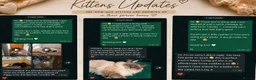 Ragdoll cats for sale: 🐾 Ragdoll Kittens Ready now !  - Advert 6