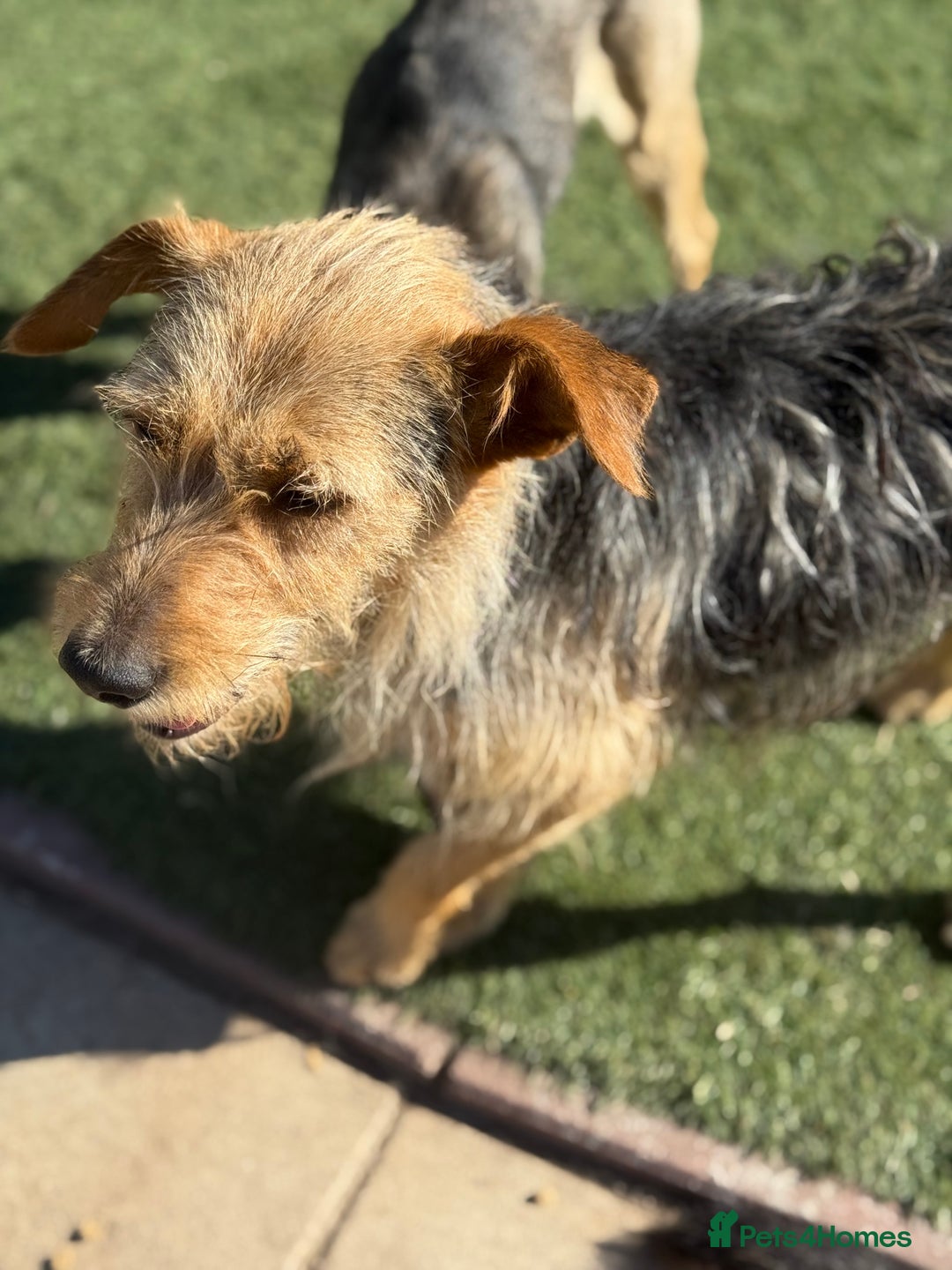 Mixed Breed dogs for adoption: Sweet Trixie Needs LOVE - Image 12