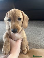 Miniature Dachshund dogs - Advert 2