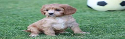 Cavapoo dogs for sale: COCKERLIERPOO puppies for sale - Advert 19