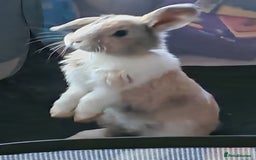 Mini Lion Lop rabbits for sale: Curious tame pastel mini Lion Lop - Image 1