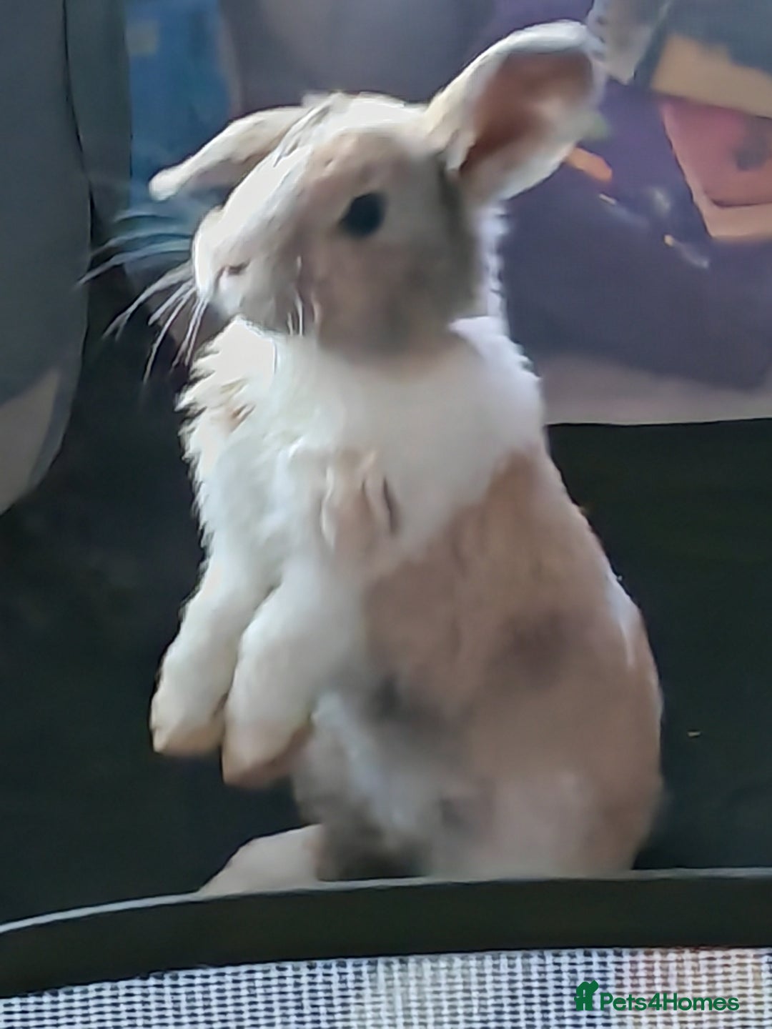 Mini Lion Lop rabbits for sale: Curious tame pastel mini Lion Lop - Image 1