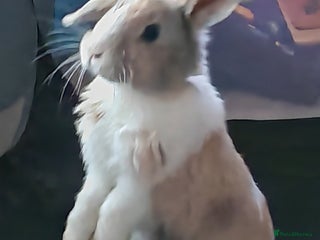 Mini Lion Lop rabbits - Advert 4