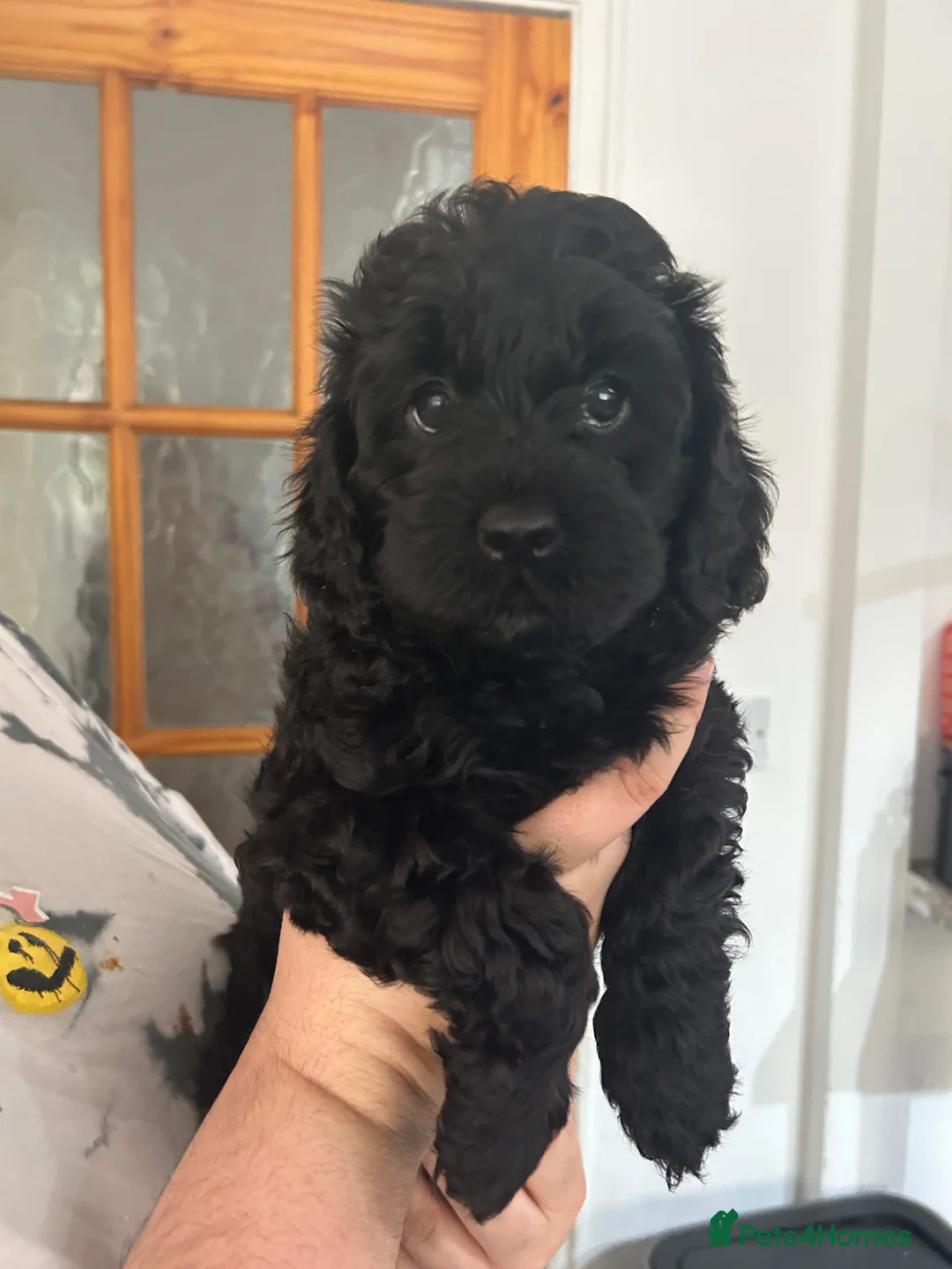 Cavapoo dogs for sale:  SUPER Extensively Health tested 280 ALL CLEAR🐾🐶 - Advert 2