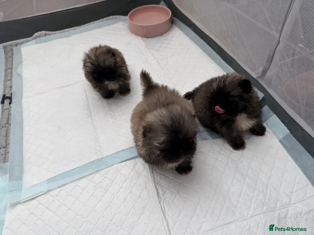 Pekingese dogs for sale: Kc sable Blk mask Pekingnese Russian lines - Advert 2