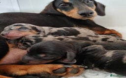 Miniature Dachshund dogs for sale: GORGEOUS MINIATURE DACHSHUND PUPPIES FOR REHOMING - Image 6