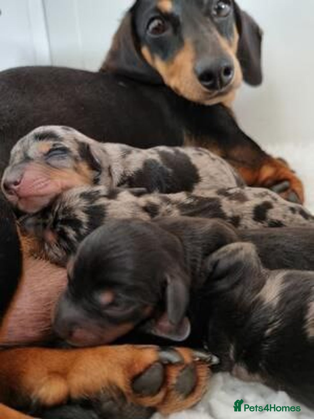 Miniature Dachshund dogs for sale: GORGEOUS MINIATURE DACHSHUND PUPPIES FOR REHOMING - Image 6