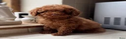 Toy Poodle dogs for sale: Exceptional KC Registered Toy Poodle Puppies - Advert 9