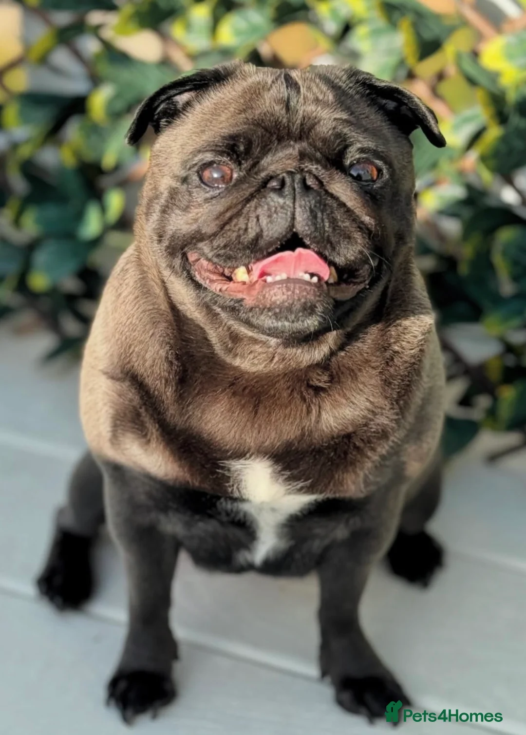 Pug dogs for sale: Female pug - Advert 4