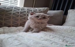 British Shorthair cats for sale: TOP QUALITY CHAMPION🏆 BRITISH SHORTHAIR KITTENS in Swadlincote - Image 7