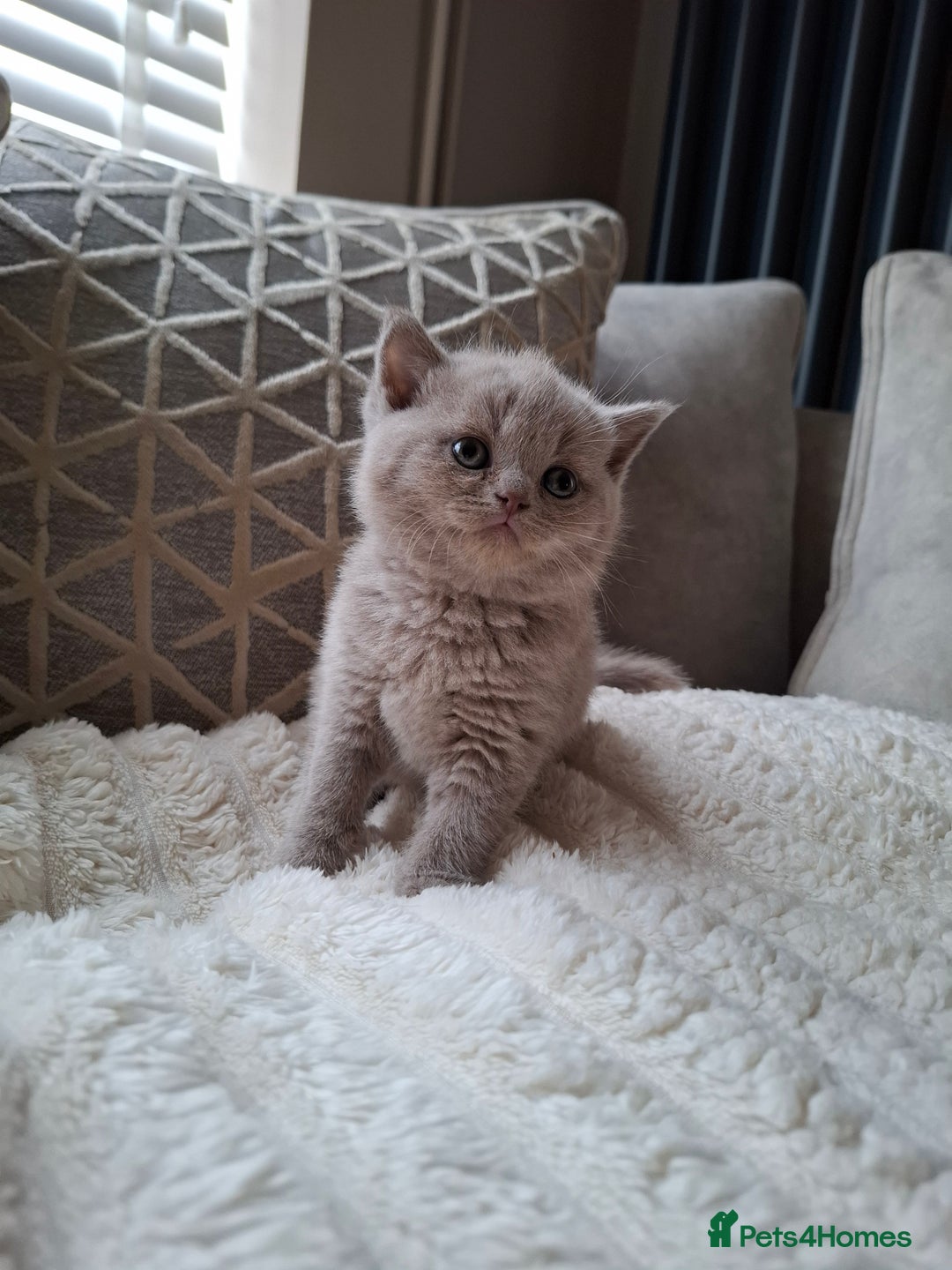 British Shorthair cats for sale: TOP QUALITY CHAMPION🏆 BRITISH SHORTHAIR KITTENS in Swadlincote - Image 7