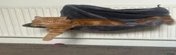 Domestic Shorthair cats for sale: Domestic shorthair  in Leeds - Advert 5