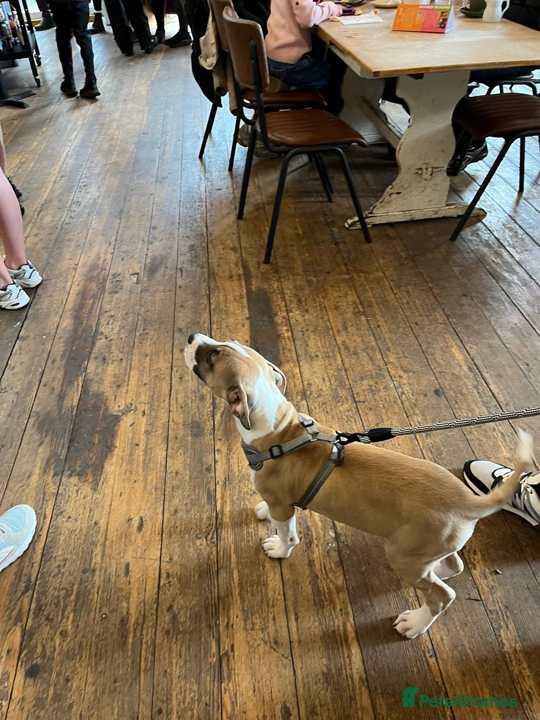 Mixed Breed dogs for sale: Staff X  - Advert 2