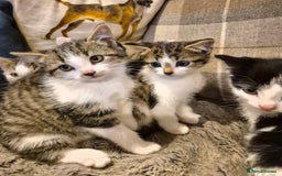 Mixed Breed cats for sale: Beautiful female kittens for sale  - Image 2