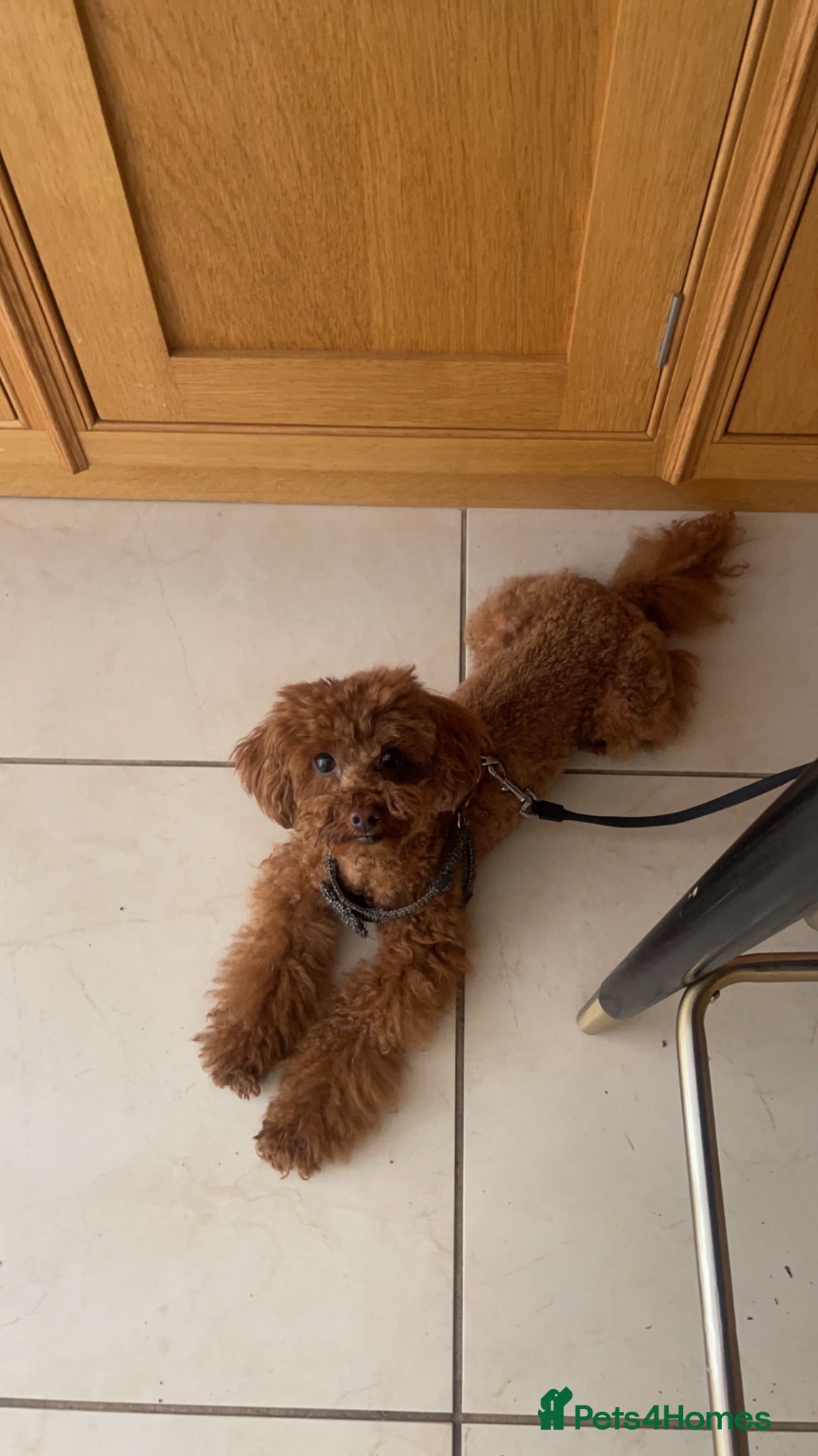 Maltipoo dogs Maltipoo (red hair) - Advert 1