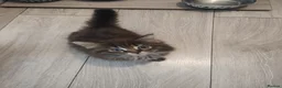 Mixed Breed cats for sale: Cute kittens - Advert 9