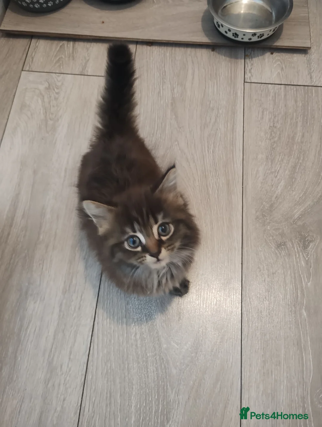 Mixed Breed cats for sale: Cute kittens - Advert 9