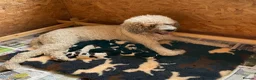Mixed Breed dogs for sale: St Berdoodle F1b - Advert 25