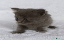 Ragdoll cats for sale: Gorgeous Rare Ragdoll Kittens  - Image 7