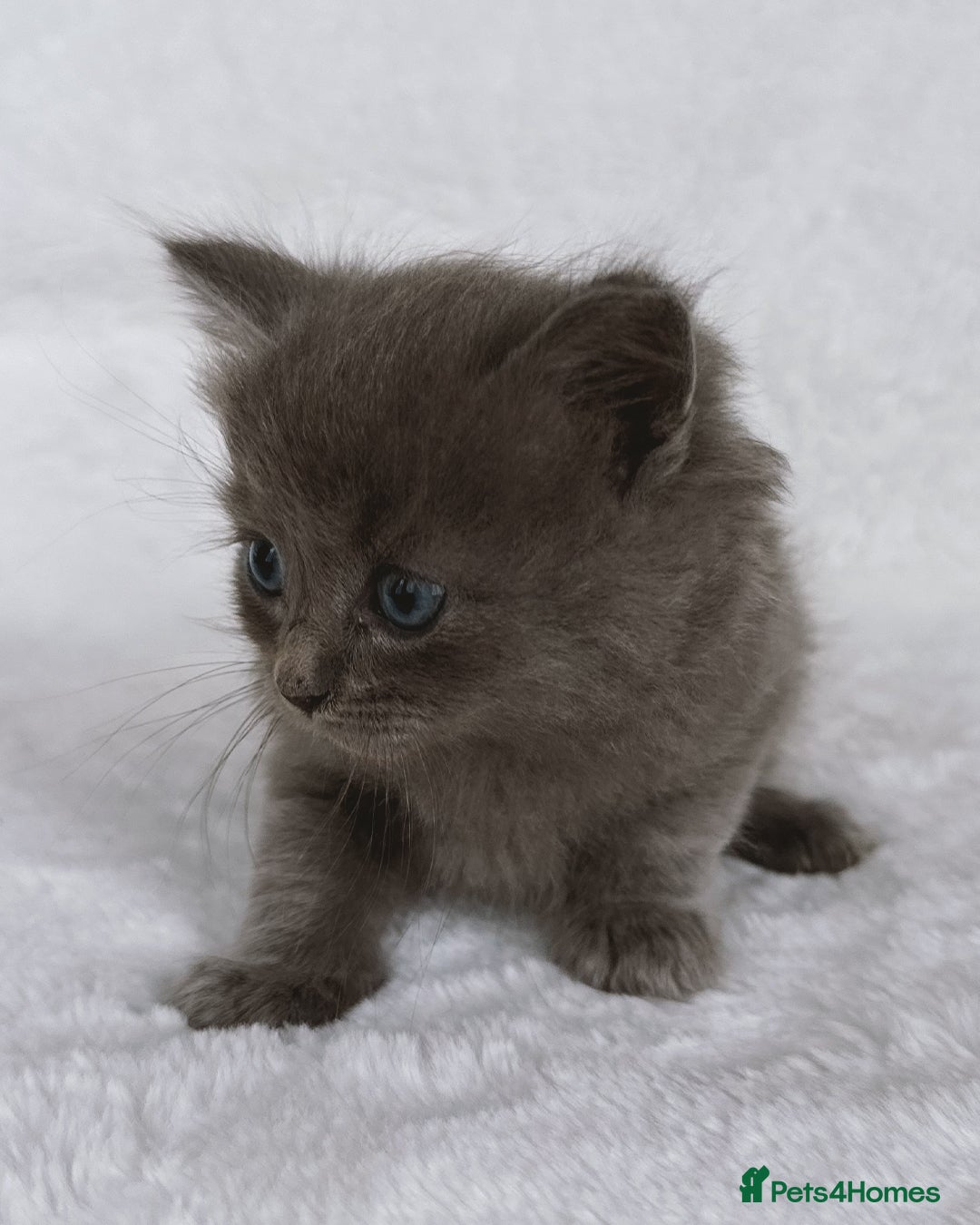 Ragdoll cats for sale: Gorgeous Rare Ragdoll Kittens  - Image 7