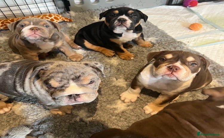 English Bulldog dogs - Advert 10