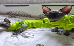 Sphynx cats for sale: Adorable Sphynx kittens💝🐈‍⬛🐈 - Image 23