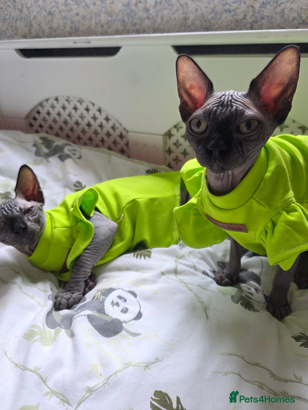 Sphynx cats for sale: Adorable Sphynx kittens💝🐈‍⬛🐈 - Image 23