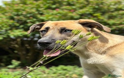 Shepsky dogs for sale: Beautiful Bitch for adoption we don’t want money - Image 3