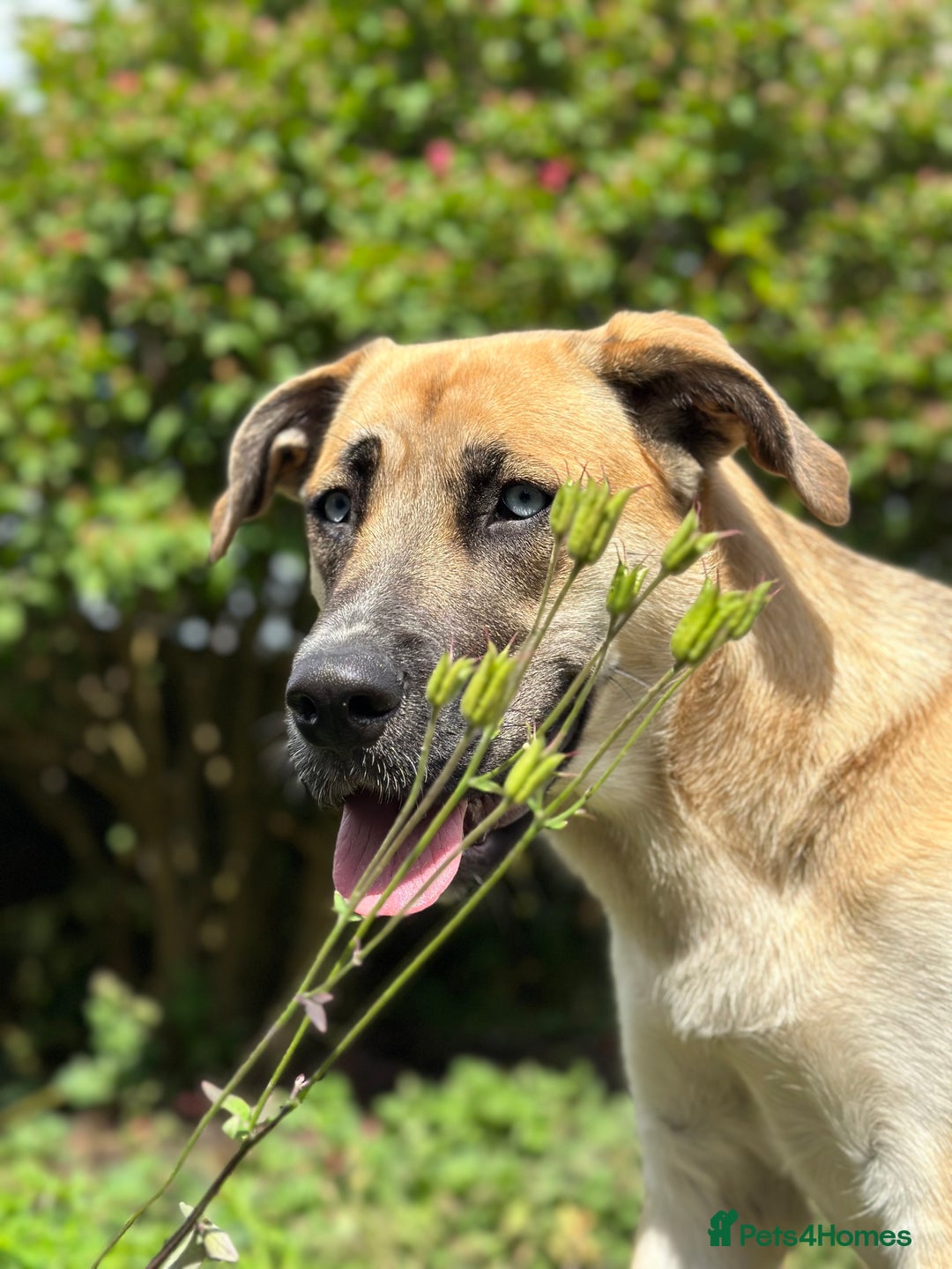 Shepsky dogs for sale: Beautiful Bitch for adoption we don’t want money - Image 3