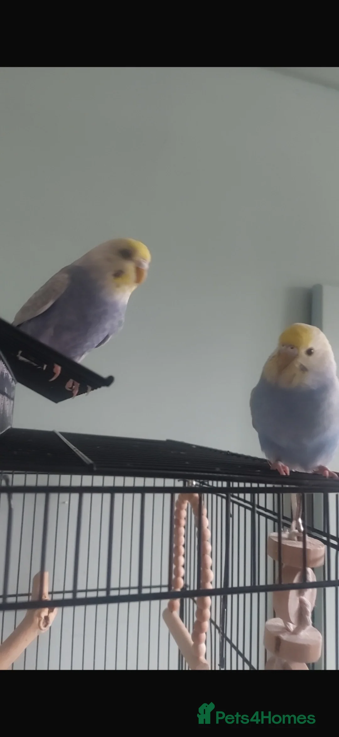 Budgerigars birds for sale: 2 rainbow budgies 6 months old - Advert 2