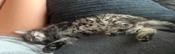 Mixed Breed cats for sale: Adorable kittens for sale  - Advert 8