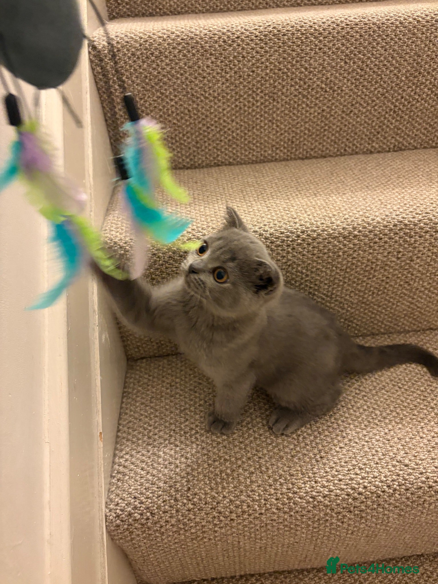 Scottish Fold cats Lovely kittens  - Advert 4