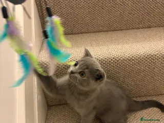 Scottish Fold cats Lovely kittens - Advert 4