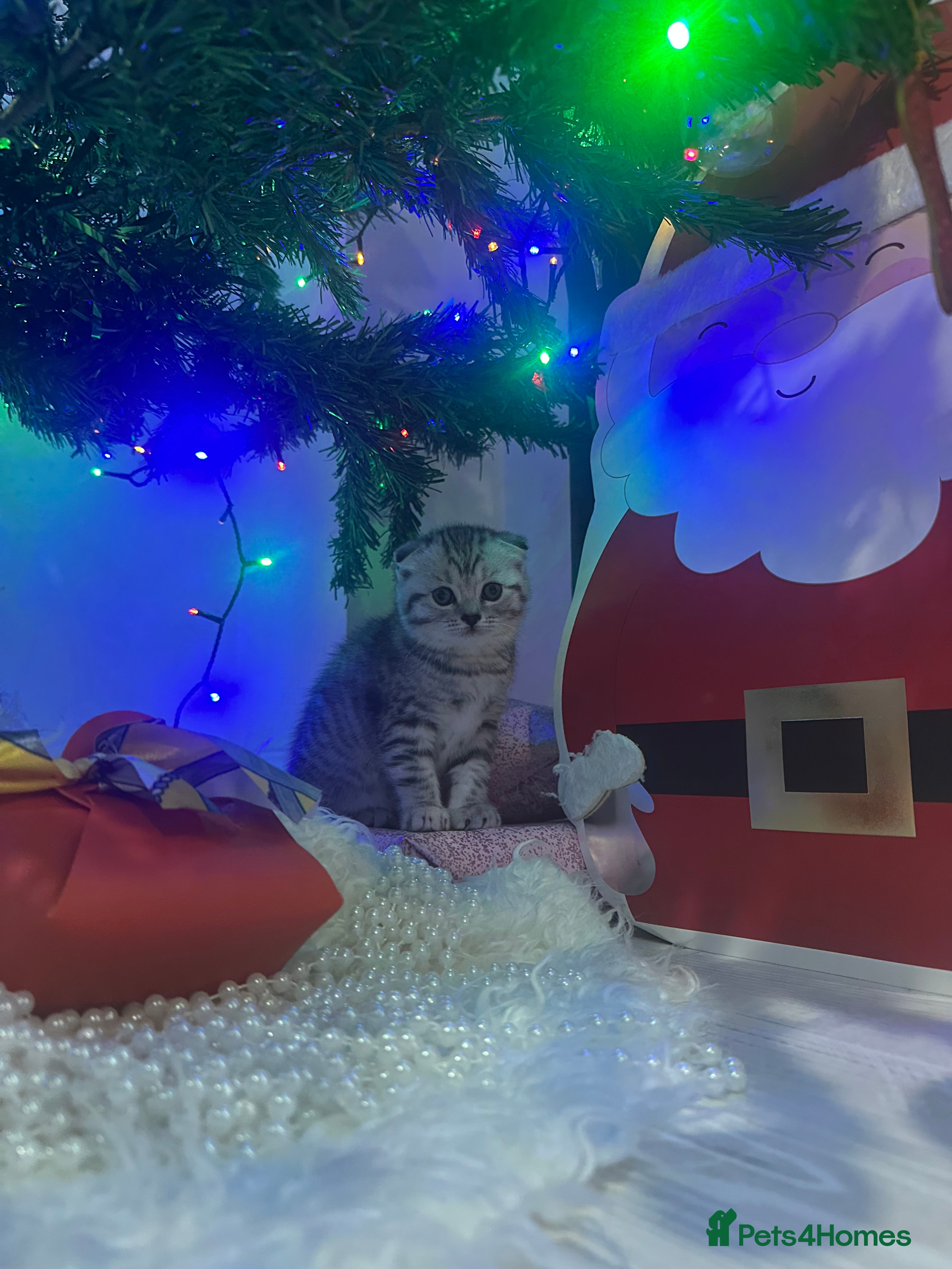 Scottish Fold cats Two adorable Scottish fold and straight kittens - Advert 11