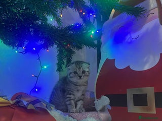 Scottish Fold cats Two adorable Scottish fold and straight kittens - Advert 11