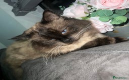 Ragdoll cats for stud: Stunning ragdoll for stud  - Image 5