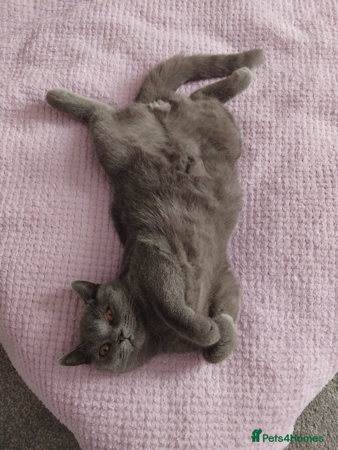 British Shorthair cats for stud: British Shorthair Stud  - Advert 3