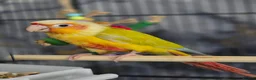 Conures birds for sale: Handreared and tame baby conure parrots - Advert 4