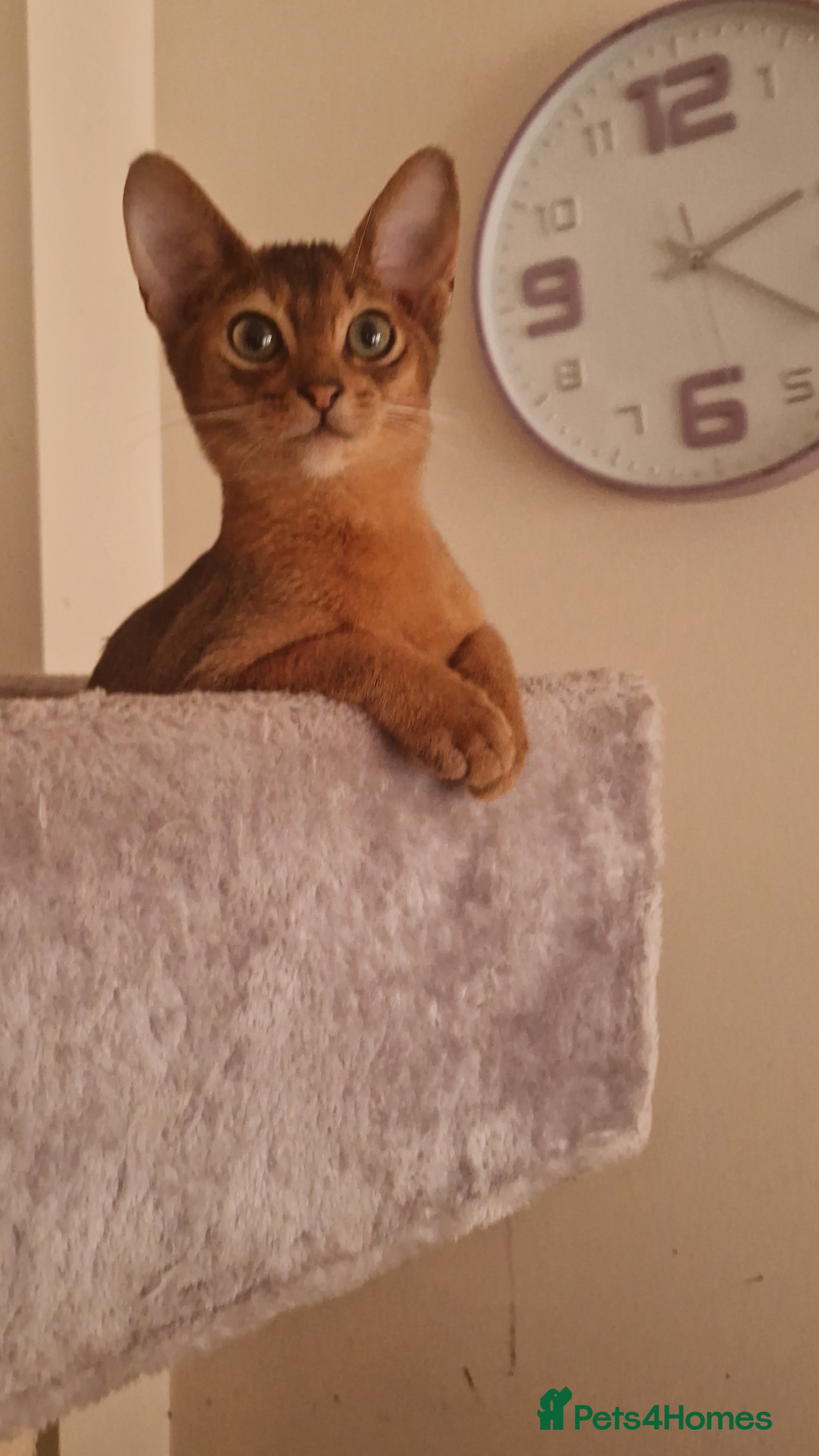 Abyssinian cats Pure Abyssian kittens ❤️ - Advert 1