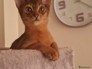 Abyssinian cats Pure Abyssian kittens ❤️ - Advert 1