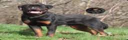 Rottweiler dogs for sale: Outstanding Strong Young Male Rottweiler For Sale - Advert 5
