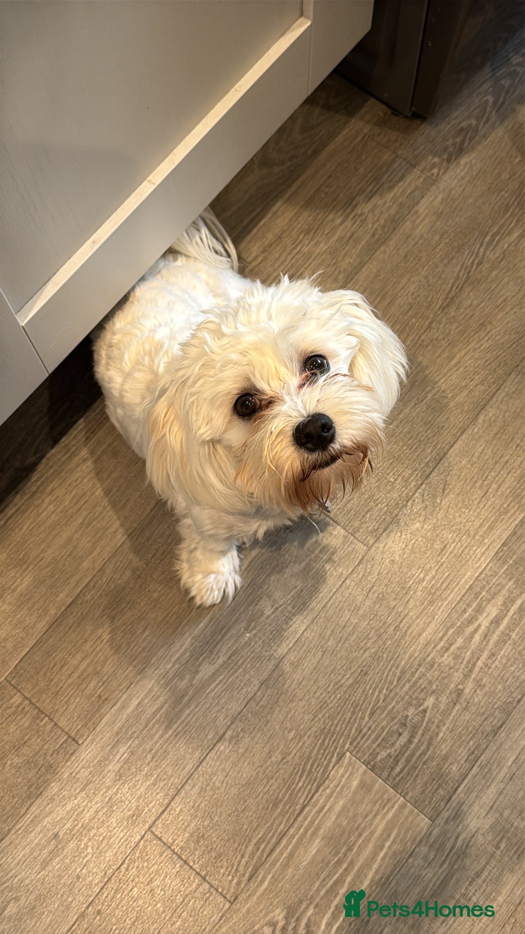Maltese dogs for sale: REHOMING  - Image 4