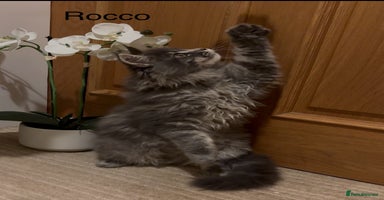 Maine Coon cats - Advert 4